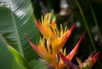 Close-up of Heliconia psittacorum (parrot's beak, parakeet flower, parrot's flower, bird-of-paradise) Colorful flowering plant blooming with natural sunlight in the tropical garden. Cut flower.