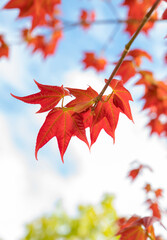 Natural background of Acer wilsonii  Rehder, Deciduous tree. The leaves have 3 lobes that are red in color and found in Doi Phu Kha National Park, Thailand. Rare plant. Maple.