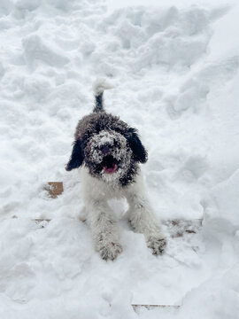 Snow-covered puppy barking