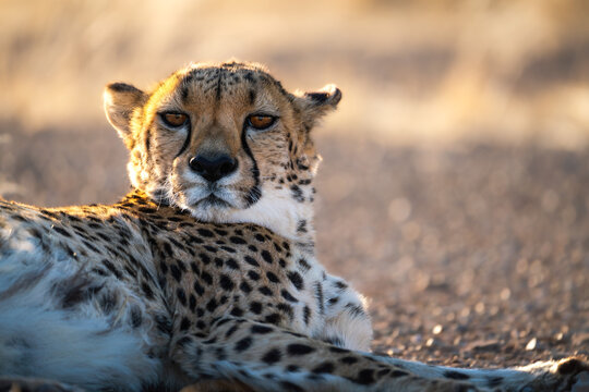 Beautiful Cheetah Looking For A Prey In The African Savanna