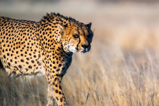Beautiful Cheetah Looking For A Prey In The African Savanna