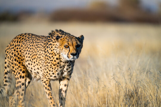 Beautiful Cheetah Looking For A Prey In The African Savanna