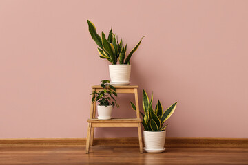 Stepladder with potted houseplants near pink wall