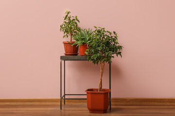 Table with potted houseplants near pink wall