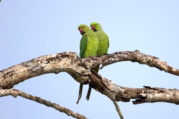 Pair of the rose-ringed parakeet (Psittacula krameri), also known as the ring-necked parakeet, is a medium-sized parrot. Beautiful colourful  parrot, cute parakeets perched on a branch. Alexandr Malý