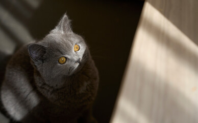 Closeup cute blue cat on the windowsill looking at the sunlight
