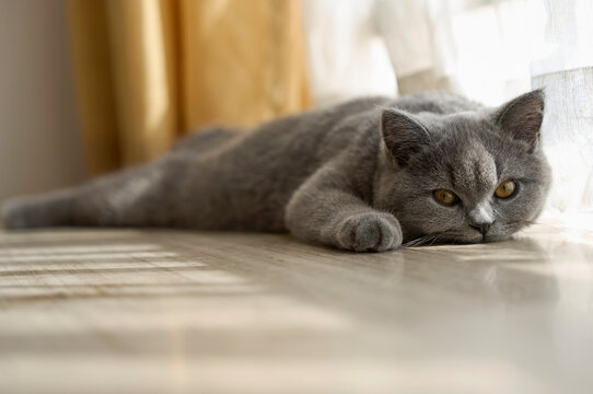 Closeup cute blue cat lying on the windowsill at home

 - Powered by Adobe