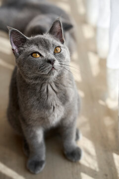 Closeup cute blue cat lying on the windowsill

