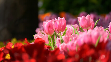 beautiful pink tulip in the garden, natural background