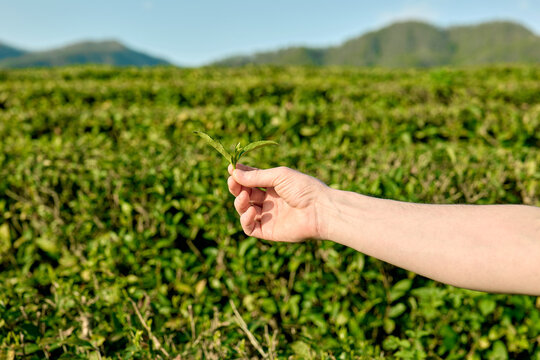 Anonymous hand hold tea leaf against the backdrop of tea farm field