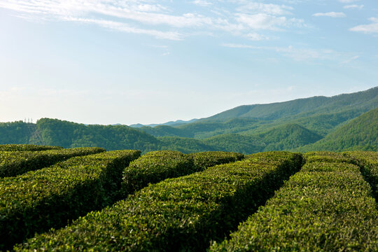 Tea fields against the blue sky