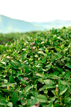 Tea fields against the blue sky
