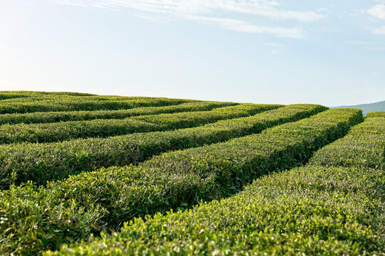 Tea fields against the blue sky