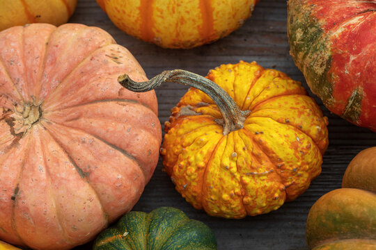 Colorful pumpkins and gourds