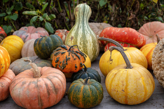 Colorful pumpkins and gourds
