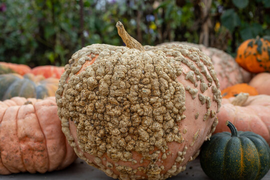Colorful pumpkins and gourds