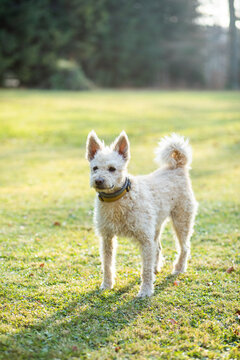 Portrait of a white puli dog at mountain