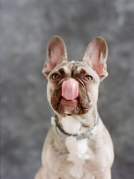 Studio portrait of a Dog