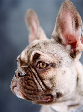 Studio portrait of a Dog