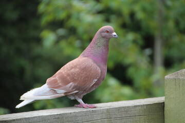 close up of a pigeon