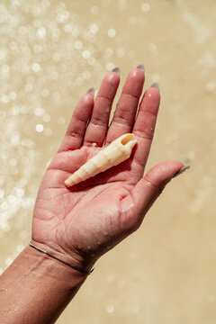 Shell on the beach