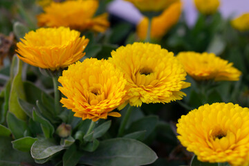 Colorful yellow and orange chrysanthemum flower bloom in the farm. Autumnal background. Chrysanthemums , sometimes called mums or chrysanths, are flowering plants of the genus Chrysanthemum. 