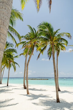 Maldive palm trees