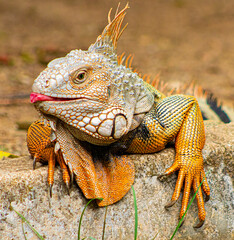 close up of a iguana