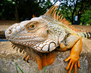 close up of a iguana
