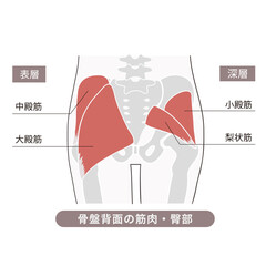 骨盤背面・お尻のそれぞれの筋肉と骨を表した図説イラスト