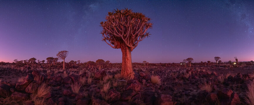 Quiver tree forest at night with a Milky Way