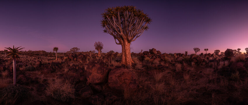 Quiver tree forest at night with a Milky Way