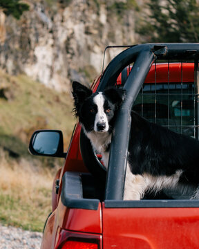 Border Collie in Pickup Truck