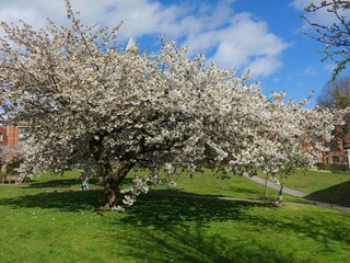 Obraz premium cherry tree in bloom