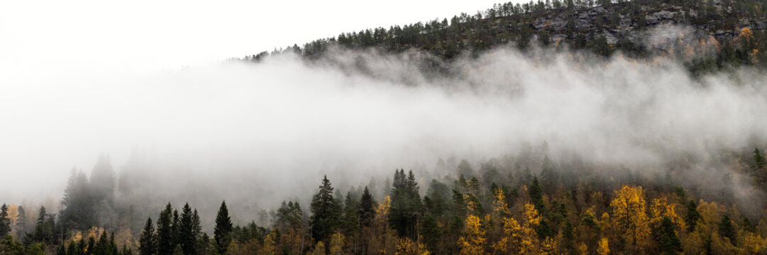 Fototapeta Norwegian forest in the mist