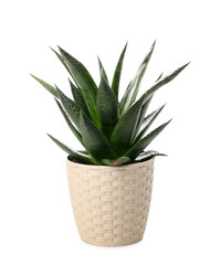 Green houseplant in pot on white background