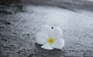 Fototapeta premium White frangipani flowers fall on the ground.