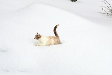white cat in snow
