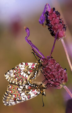 The harlequin butterfly (Zerynthia rumina) is a species of Lepidoptera ditrisio the Swallowtail family. Spanish owes its name to the patterns and colors of their wings, recalling t