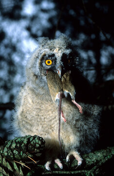 Fledgling of Long-eared Owl / Waldohreule (Asio otus) squeaks in a tree looking back over its shoulder.