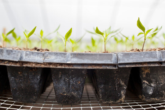 Detail fo plant seedling in tray.