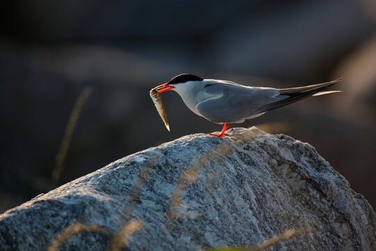 Common Tern, Sterna hirundo, on Eastern Egg Rock Island, Maine.