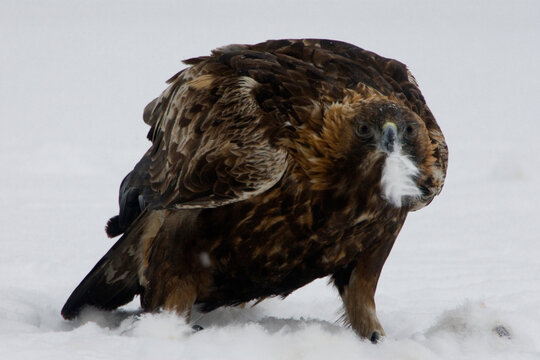 A golden eagle at a feeding station near Oulanka National Park, Finland eats an arctic hare.