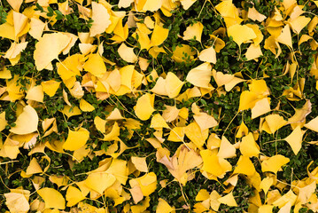 Yellow leaves and green tree