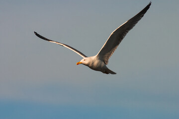Yellow-legged gull (Larus michahellis) in flight