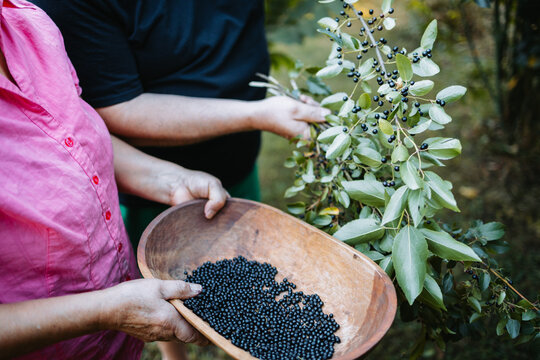 Mapuche people picking superfood maqui berry into wooden tray. Aristotelia chilensis