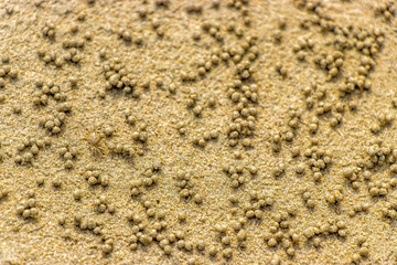 A baby crab in sand