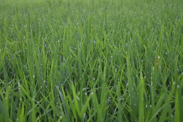 Obraz premium Drop of Pearls