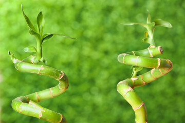 Fototapeta na wymiar Fresh bamboo branches outdoors, closeup