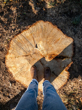 Recently felled pine tree stump